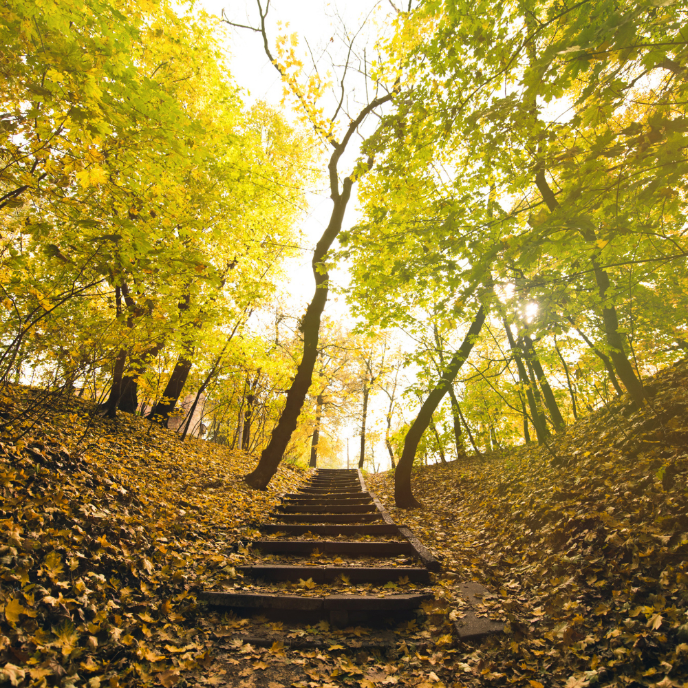 PAGE MÈRE - ADULTES